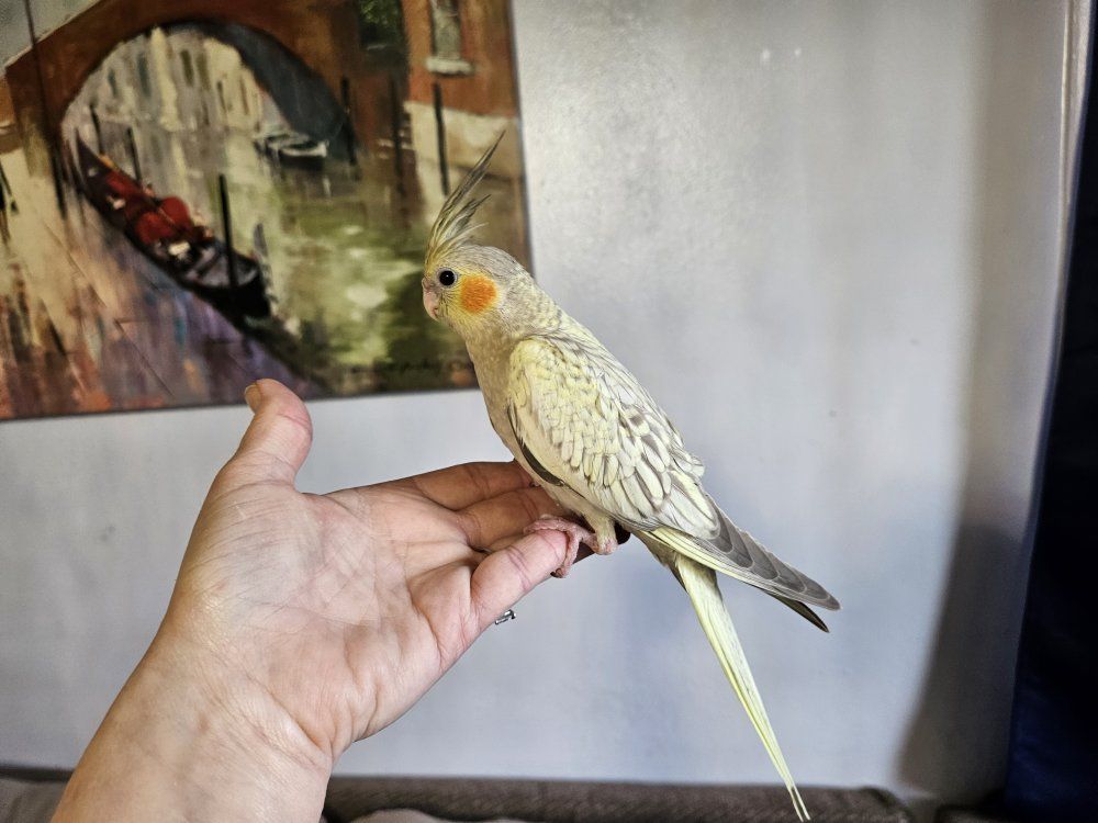 Hand Fed Baby Pearl Cockatiel