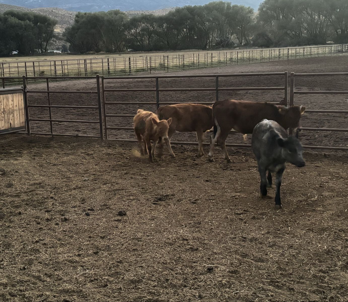 Calves for sale 