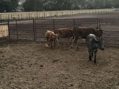 Calves for sale