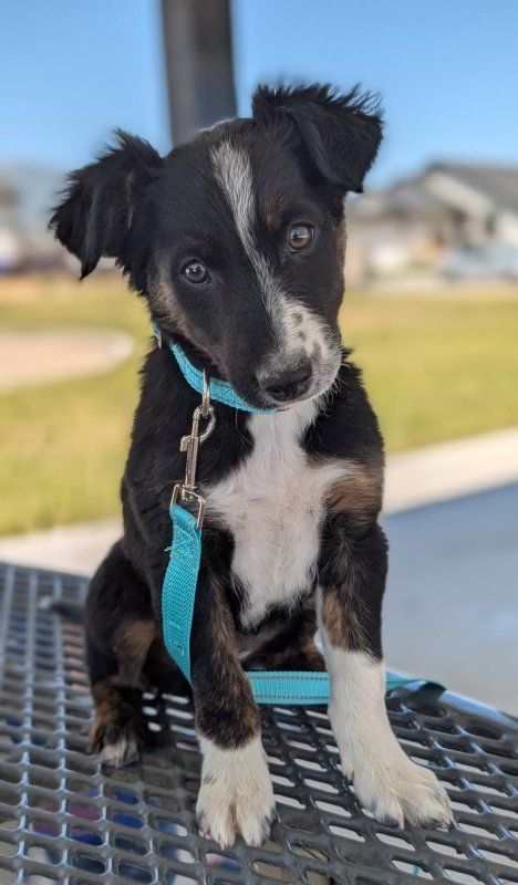 Purebred 12 wk old Border Collie