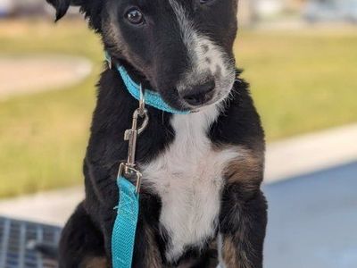 Purebred 12 wk old Border Collie