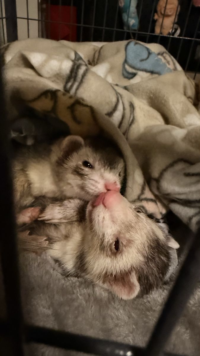 Ferrets