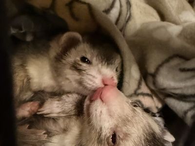 Ferrets