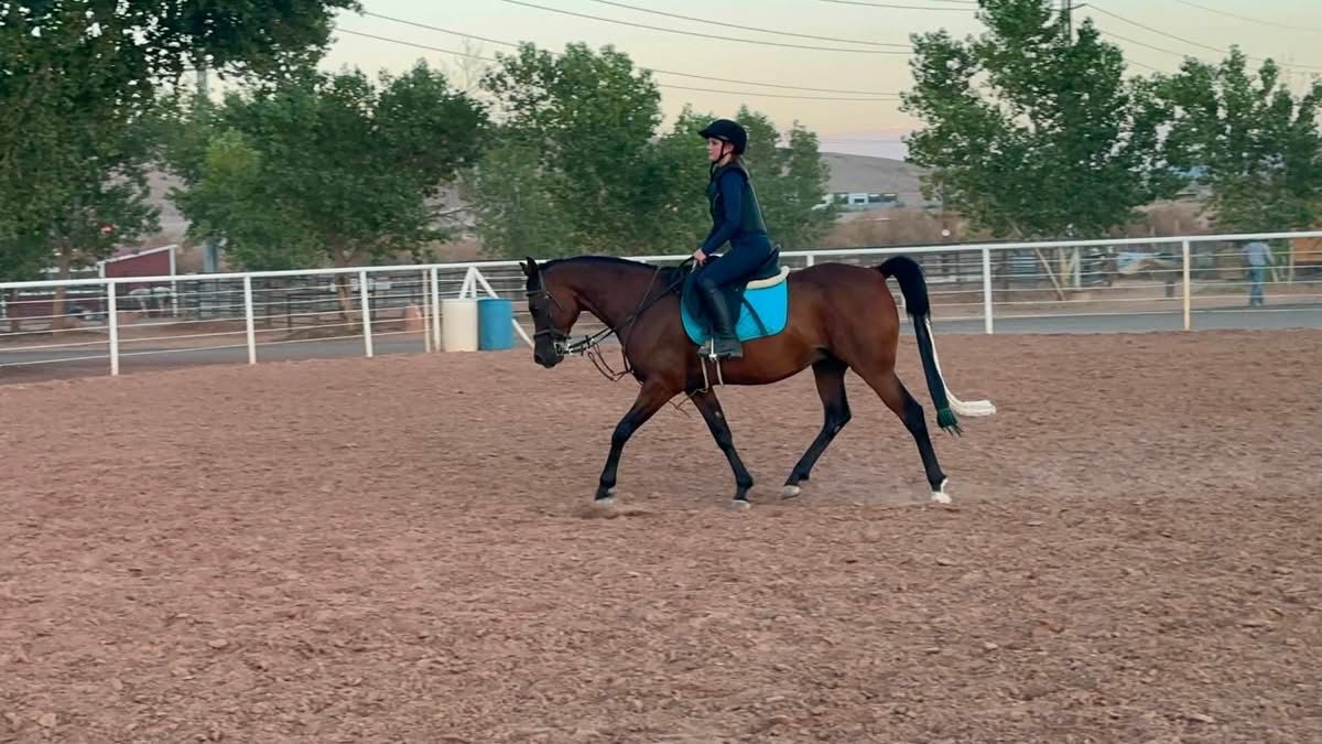 7 year old Arabian gelding