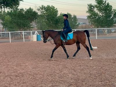 7 year old Arabian gelding