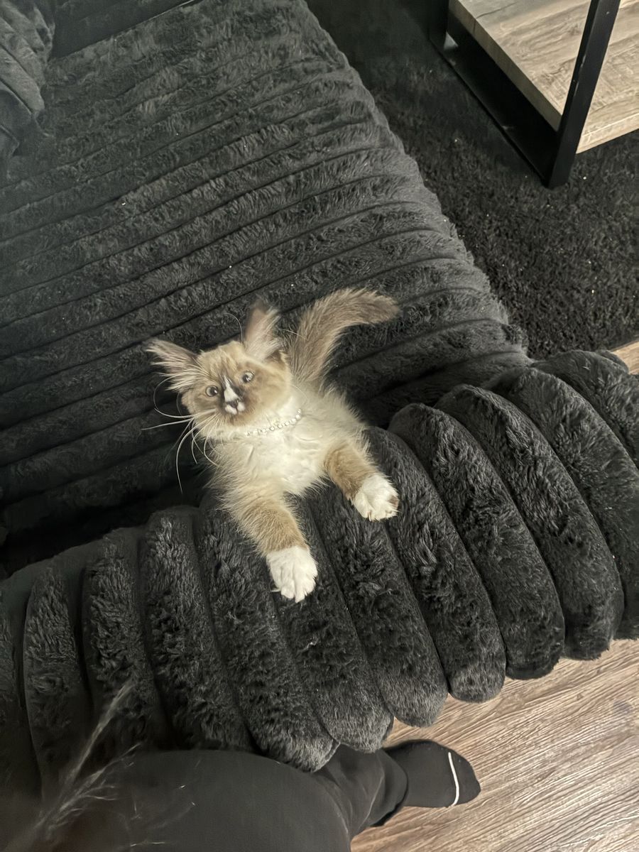 Playful Siamese Mix Kitten with Supplies Included