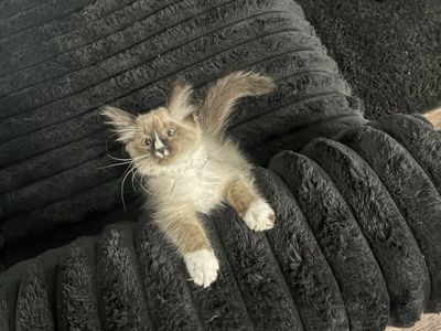 Playful Siamese Mix Kitten with Supplies Included