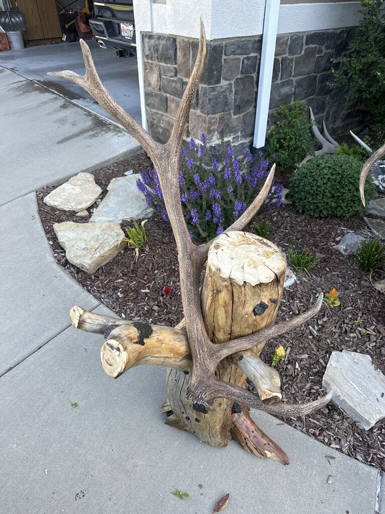 Taxidermy Stand/stumps