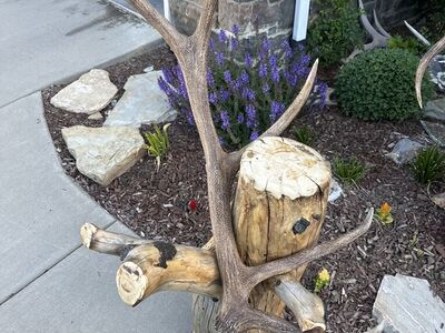 Taxidermy Stand/stumps