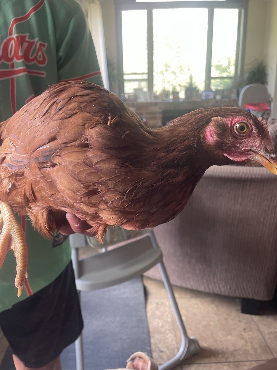 Laying Hen - Rhode Island Red