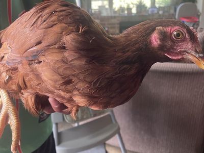 Laying Hen - Rhode Island Red
