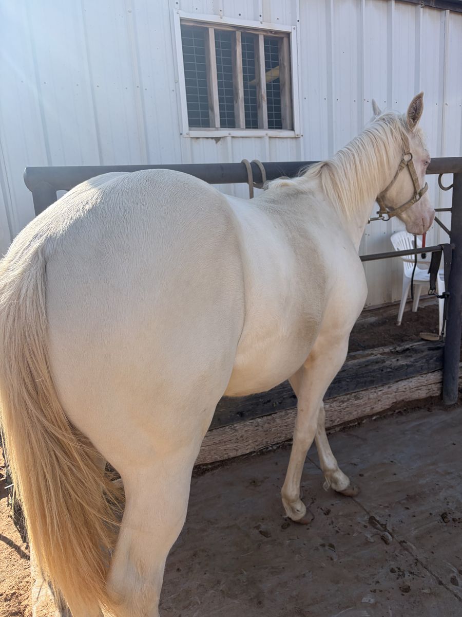 horse for sale