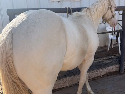 horse for sale