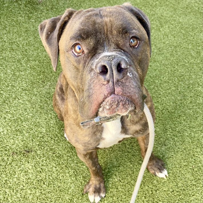 A165098 Gizmo, Available for Adoption