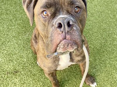 A165098 Gizmo, Available for Adoption