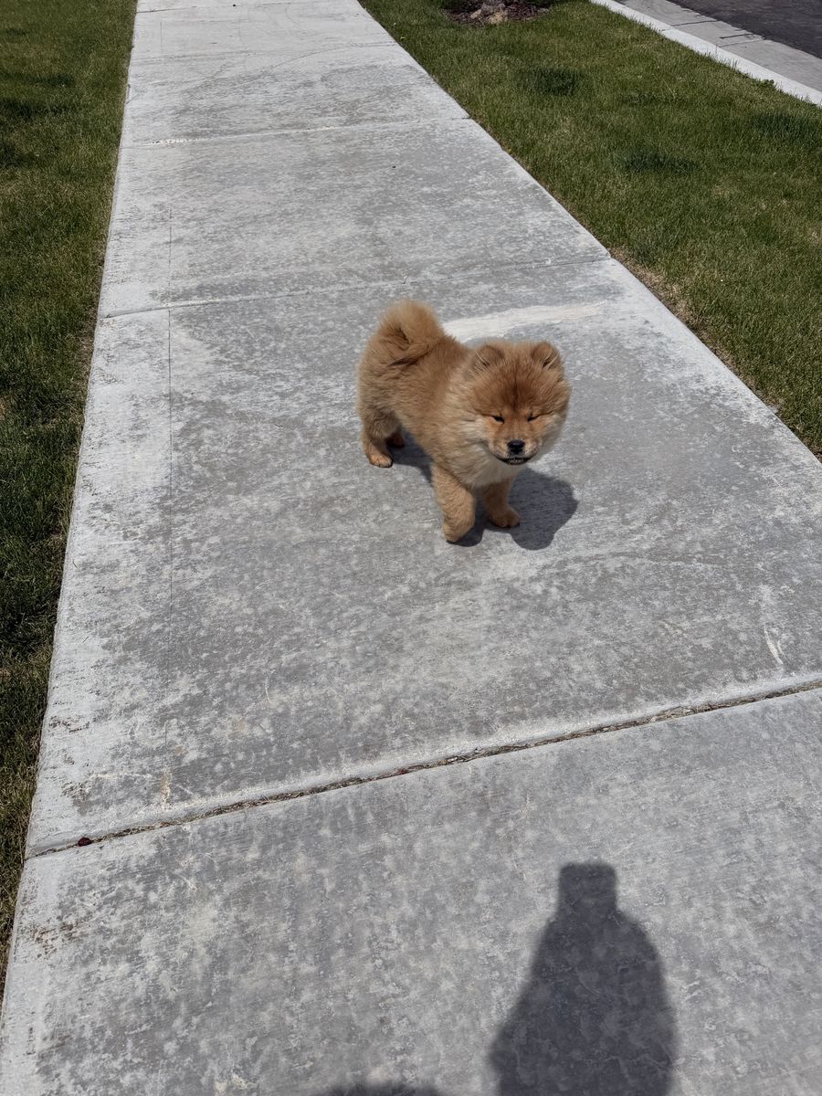 Top quality chow chow puppy!