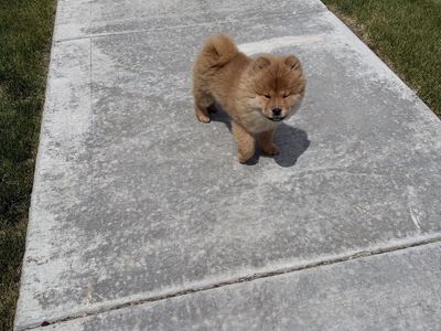 Top quality chow chow puppy!