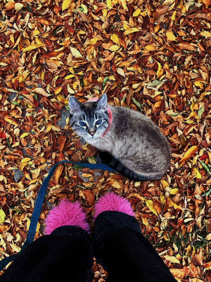 Meet Lady – The Sweetest 8-Year-Old Lap Cat