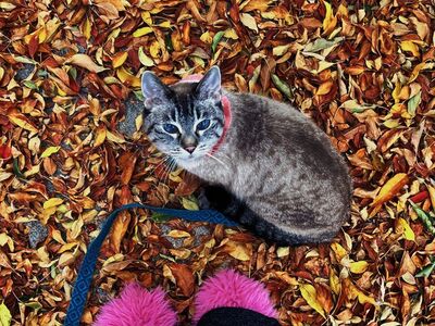 Meet Lady – The Sweetest 8-Year-Old Lap Cat