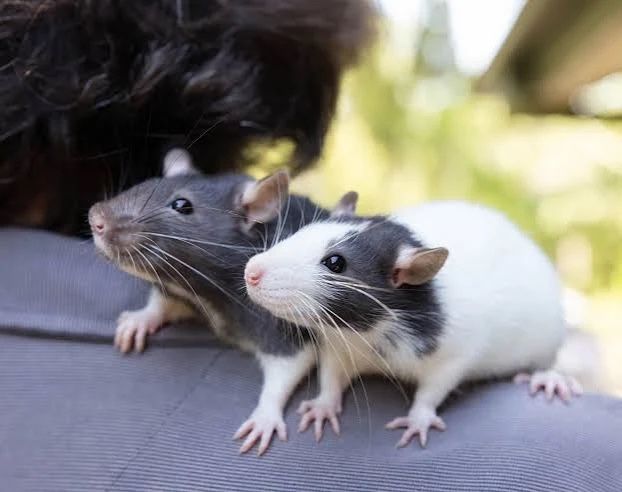 Pet rats need a home