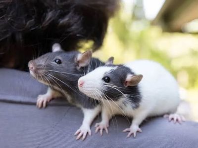 Pet rats need a home