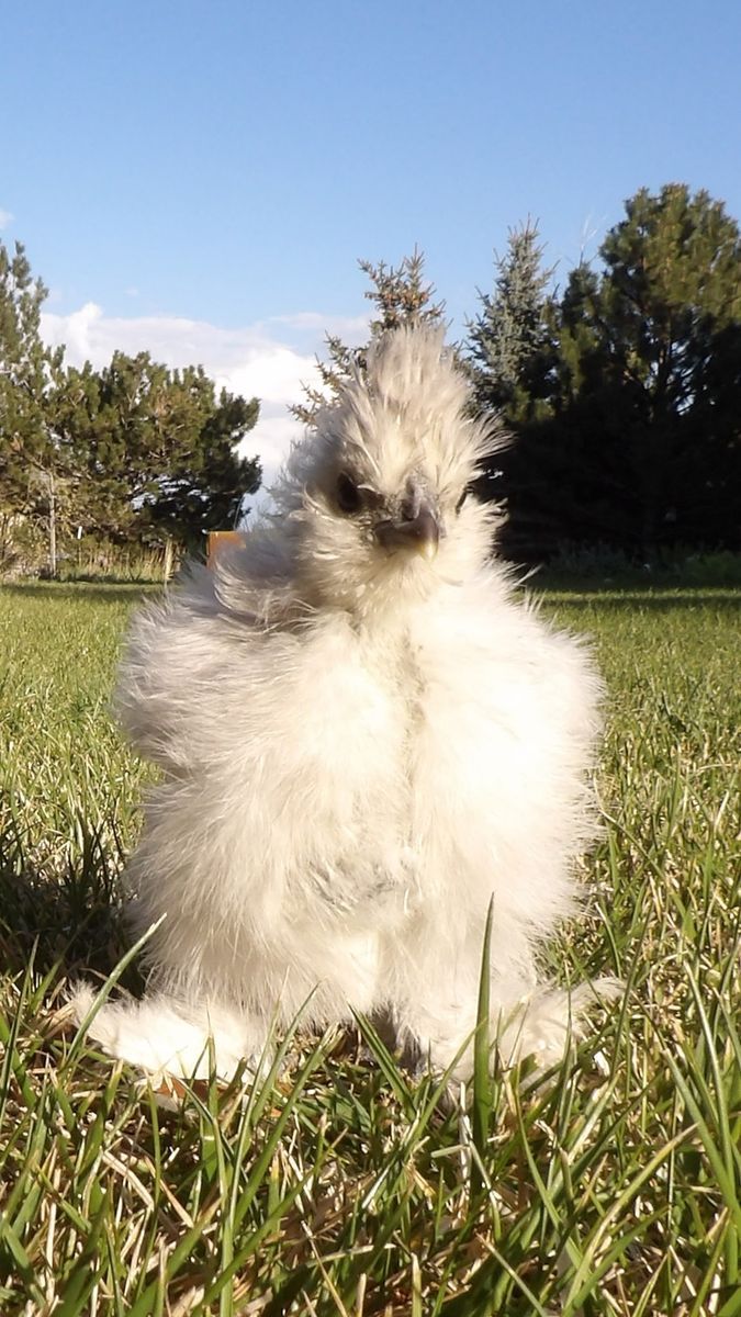 Splash Silkie Cockerel – 5 Weeks Old