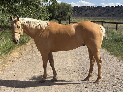 2016 AQHA Barrel Horse