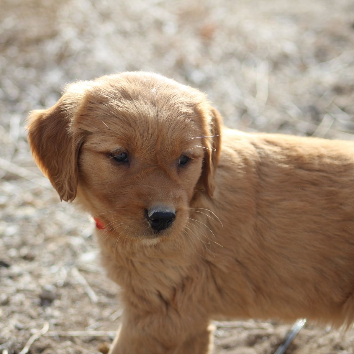 AKC Field-Bred Golden Retrievers