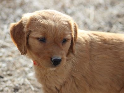 AKC Field-Bred Golden Retrievers