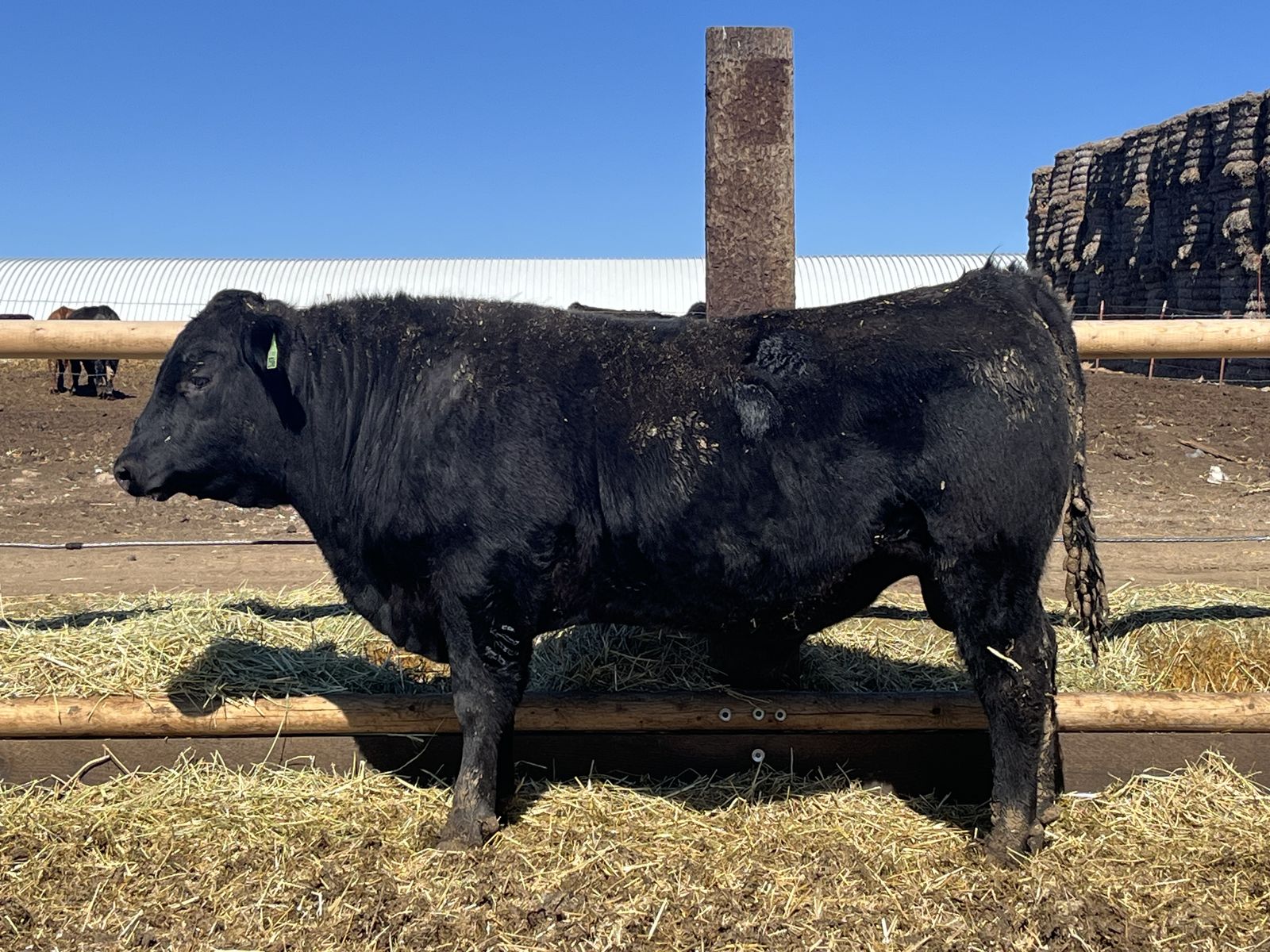 Commercial Breed Bulls-Black Angus