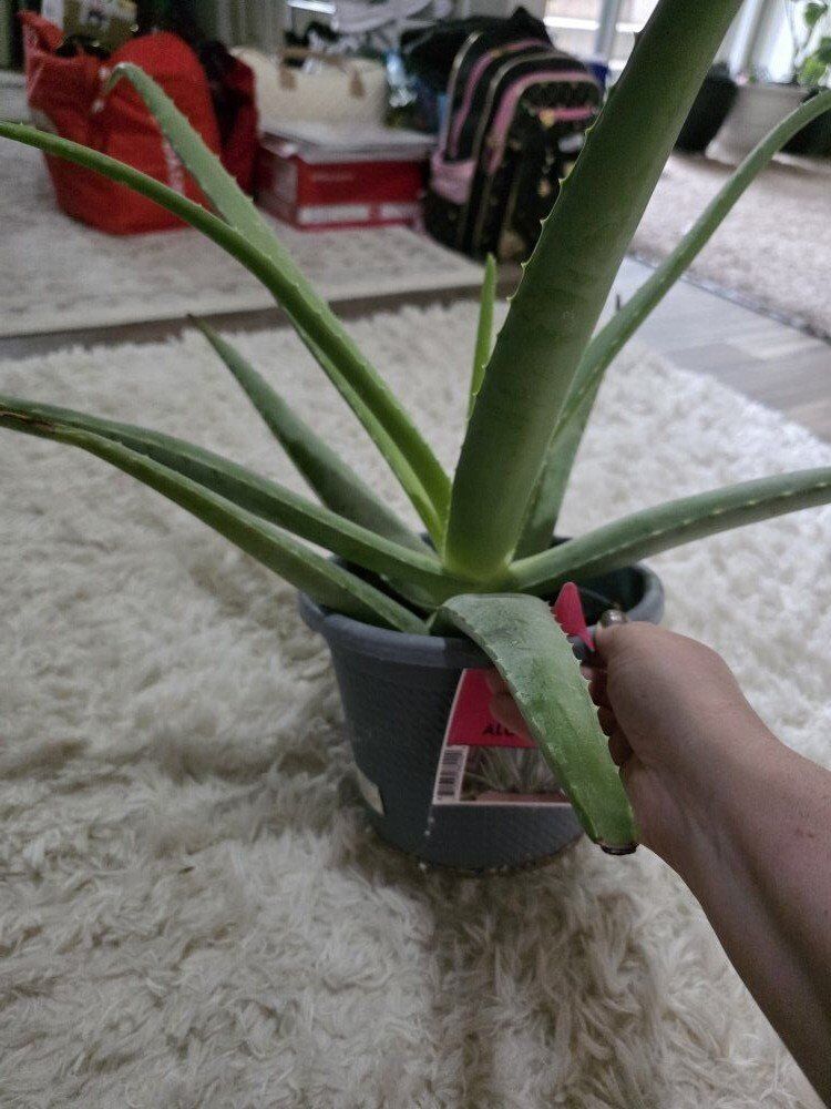 Aloe Vera Plant Beautiful