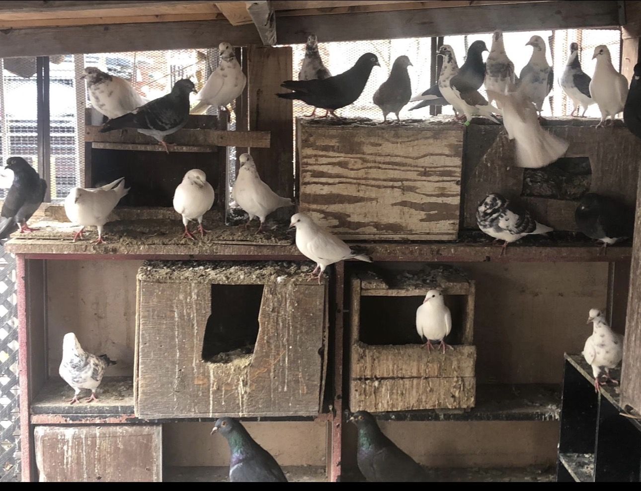 pigeons