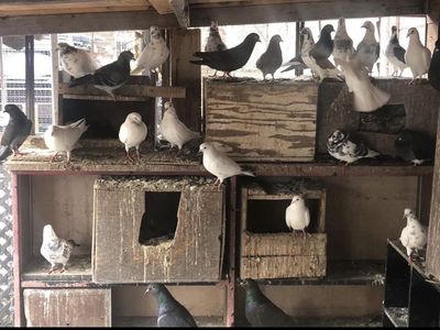 pigeons