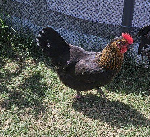 Two 6 month old hens