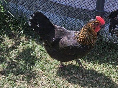 Two 6 month old hens