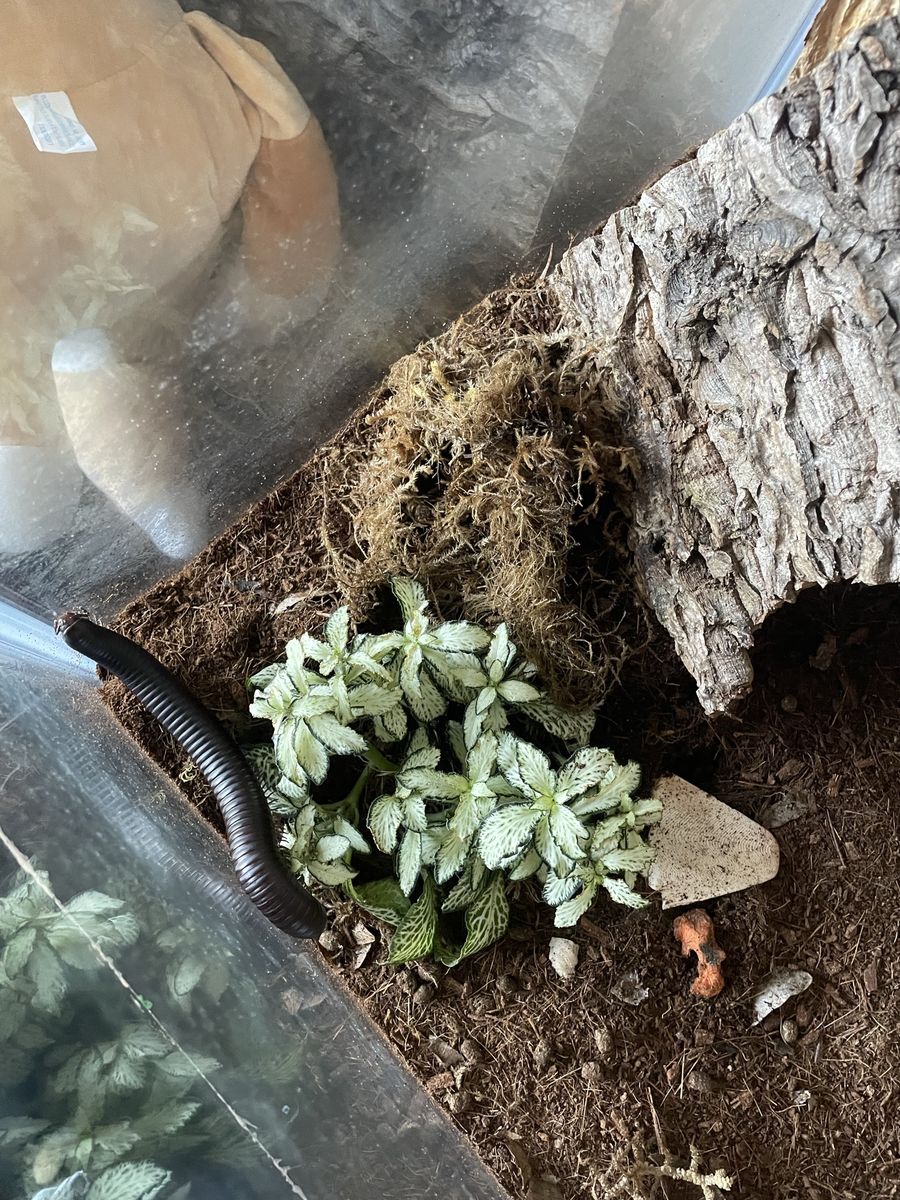 Giant African Millipede comes complete with Pet Terrarium Enclosure