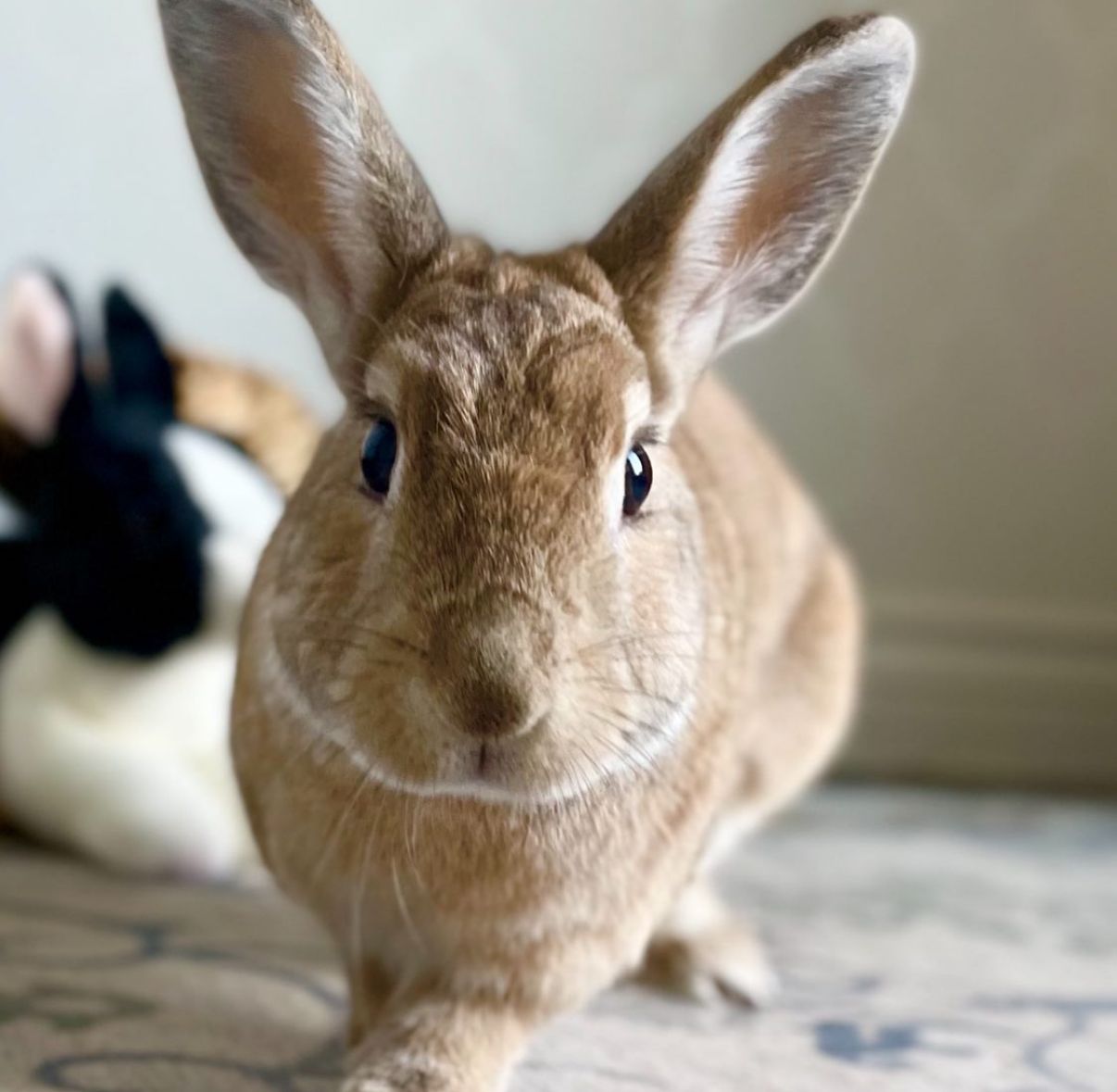 Affectionate Senior Rabbit Needs a New Place to Call Home
