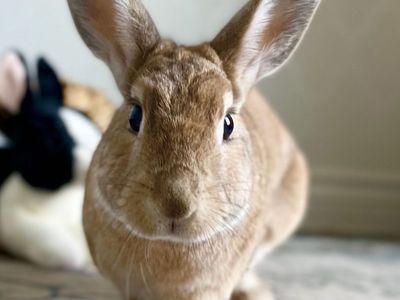 Affectionate Senior Rabbit Needs a New Place to Call Home