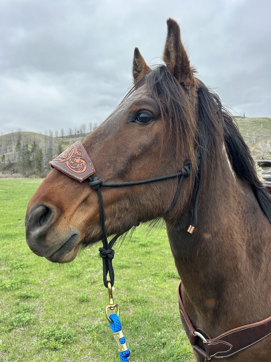 5 yr old Mustang Gelding