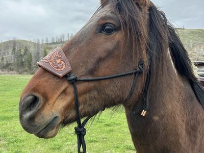 5 yr old Mustang Gelding