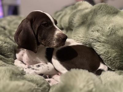 German Shorthair Puppies