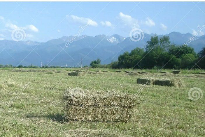 75 Lb Bales of Hay- Located in Mapleton