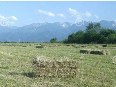 75 Lb Bales of Hay- Located in Mapleton