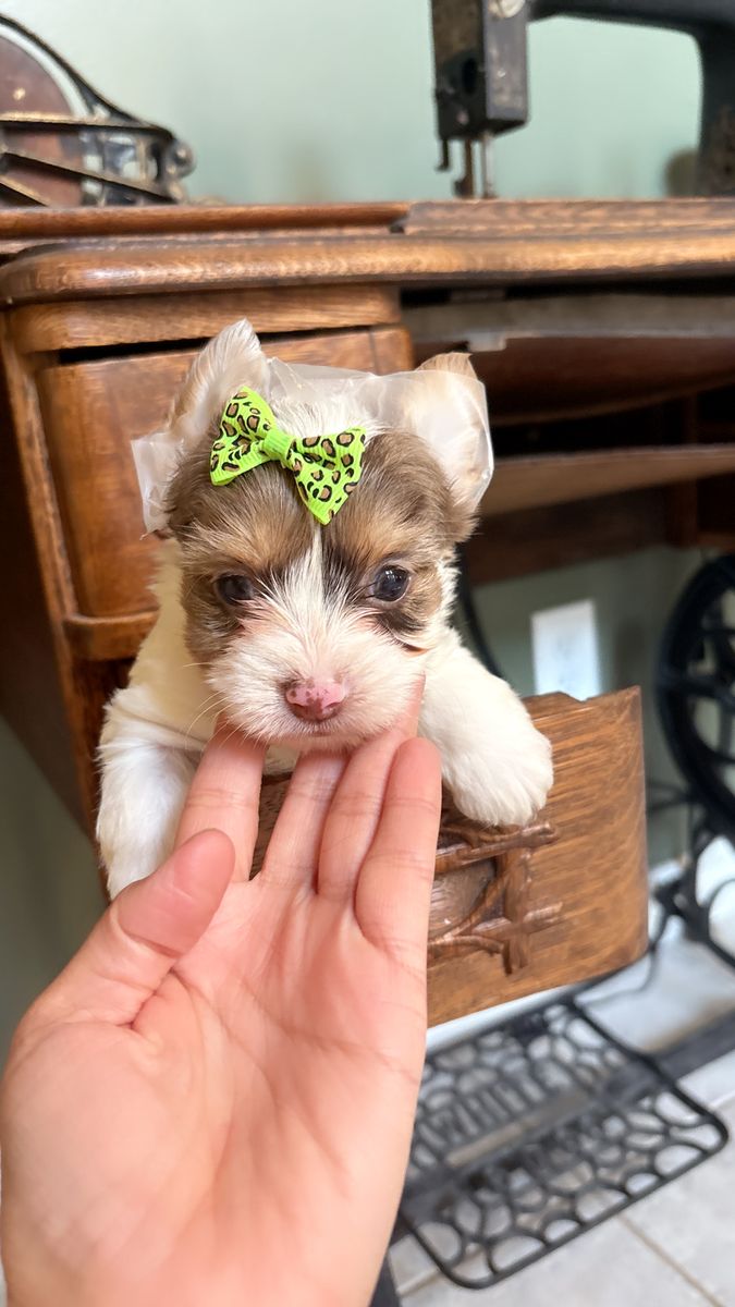 Teacup Yorkie girls puppy