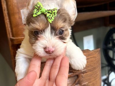 Teacup Yorkie girls puppy