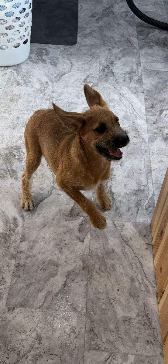 Boxer Poodle Cross Puppies - Boy and Girl Available
