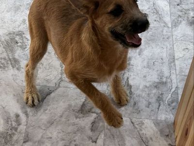 Boxer Poodle Cross Puppies - Boy and Girl Available