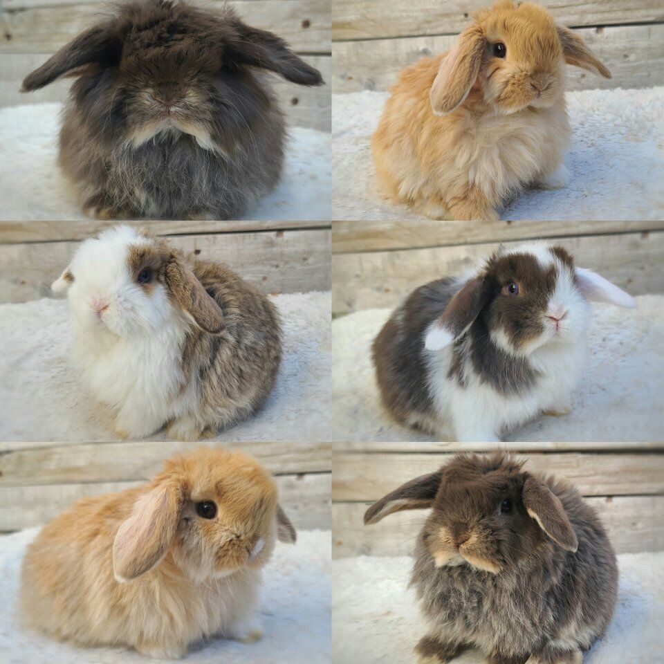 Holland Lop Babies