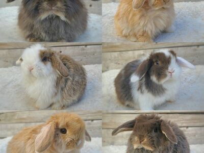 Holland Lop Babies