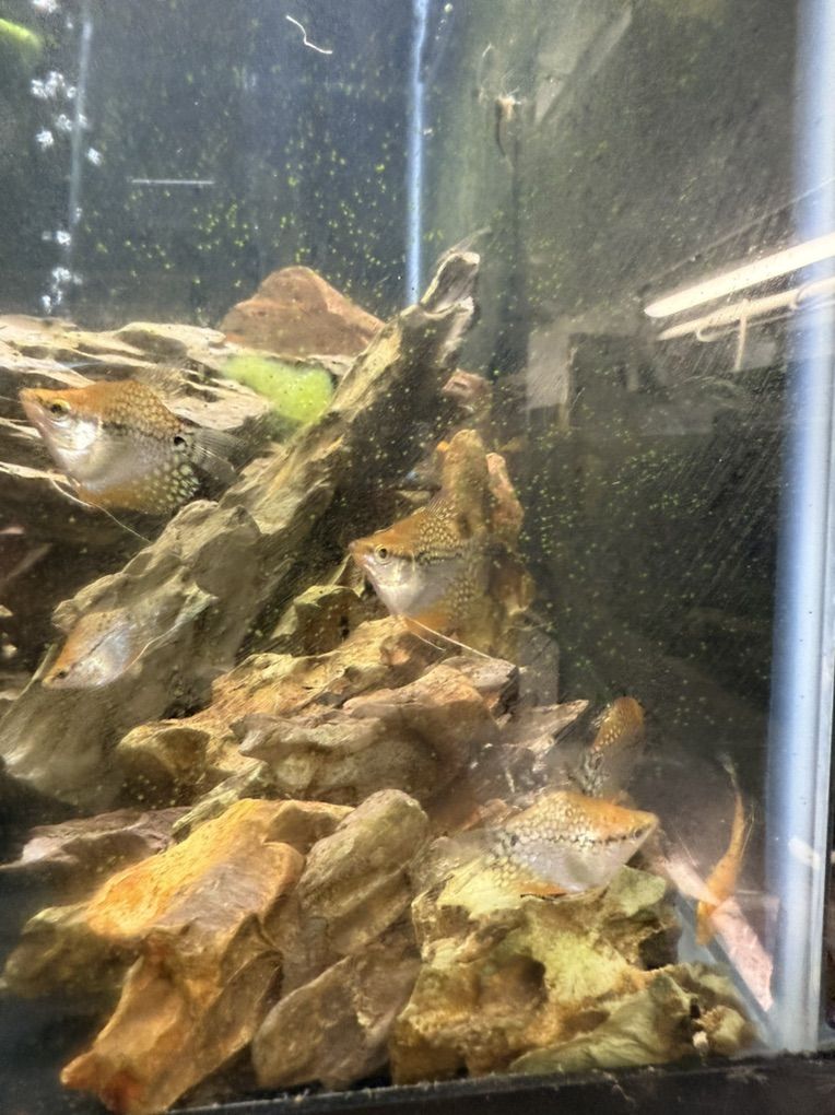 Golden Ballon pearl gourami